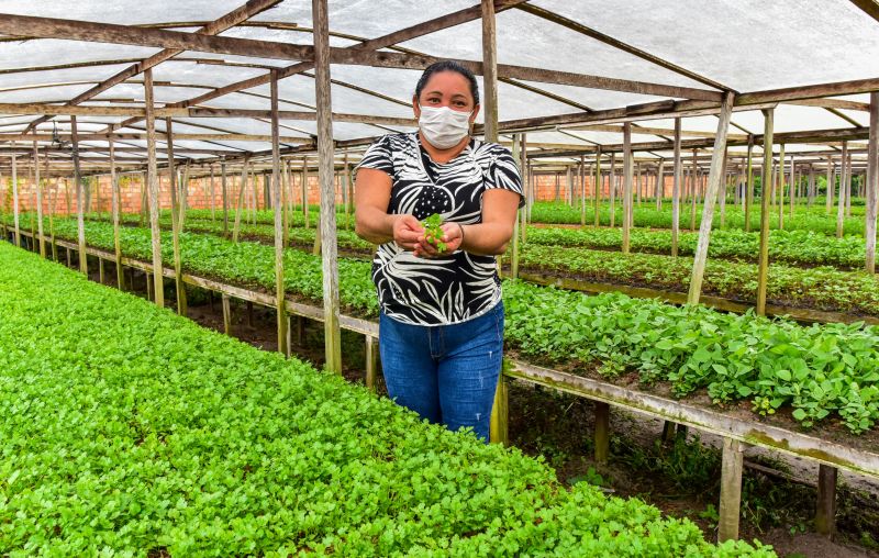 Agricultor no bairro do Curuçambá