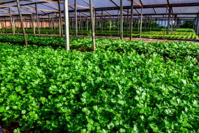 galeria: Agricultor no bairro do Curuçambá