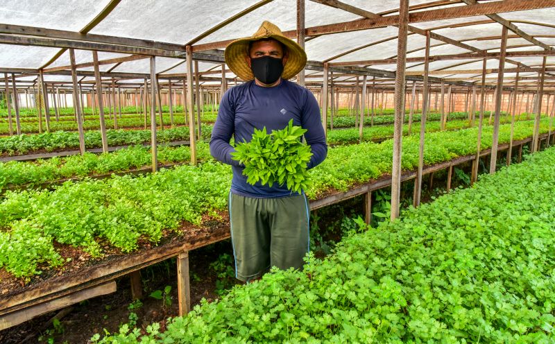 Agricultor no bairro do Curuçambá