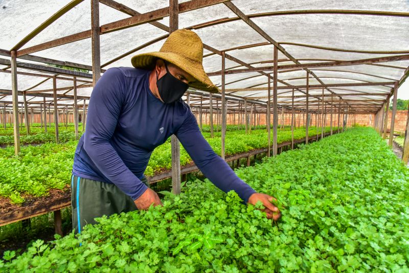 Agricultor no bairro do Curuçambá