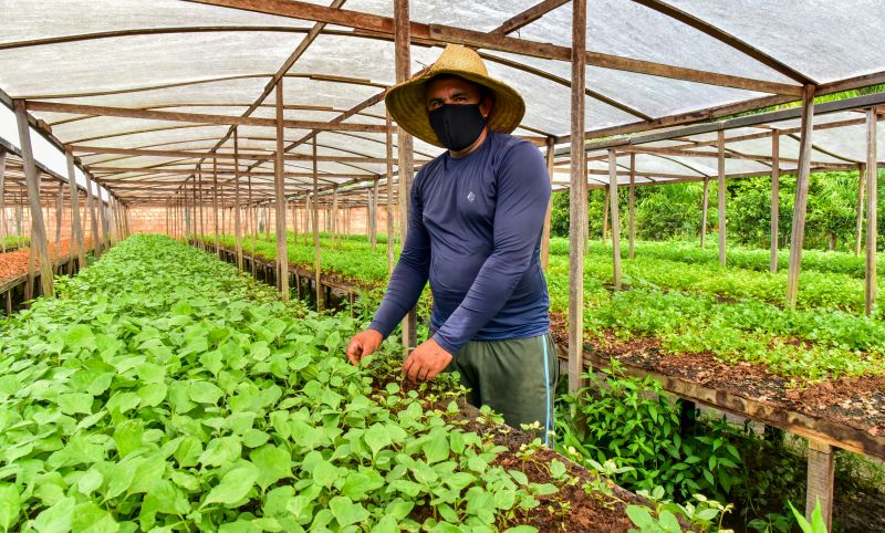 Agricultor no bairro do Curuçambá