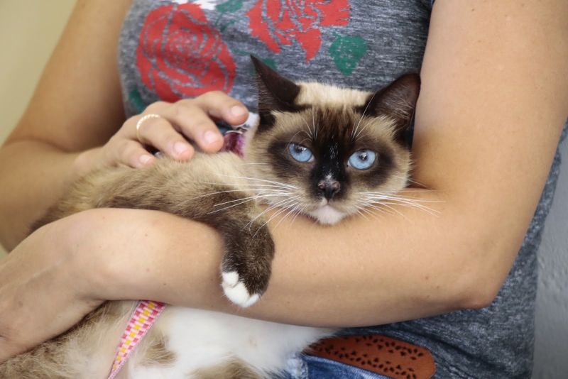 Castramóvel gatos - Paróquia Cristo Peregrino - Conjunto Terra Santa, rua União 21- Jaderlândia