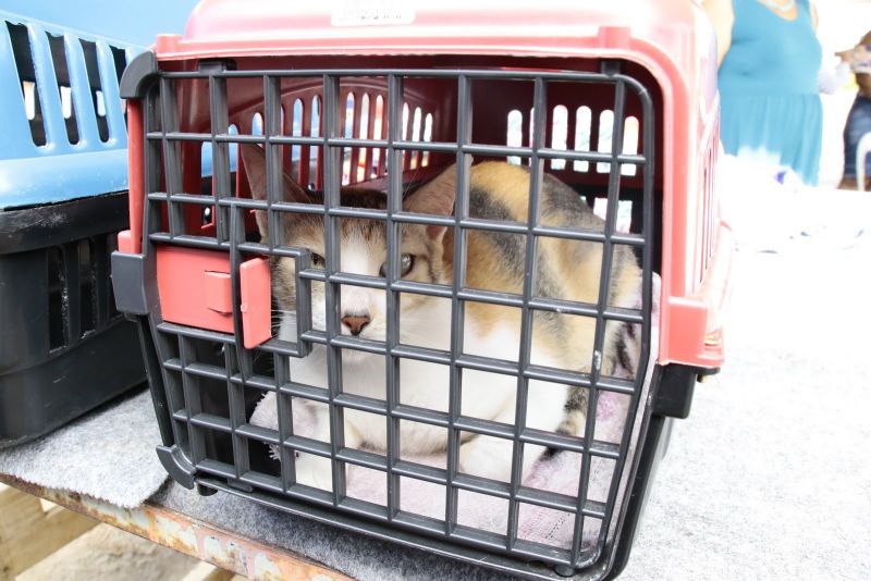 Castramóvel gatos - Paróquia Cristo Peregrino - Conjunto Terra Santa, rua União 21- Jaderlândia