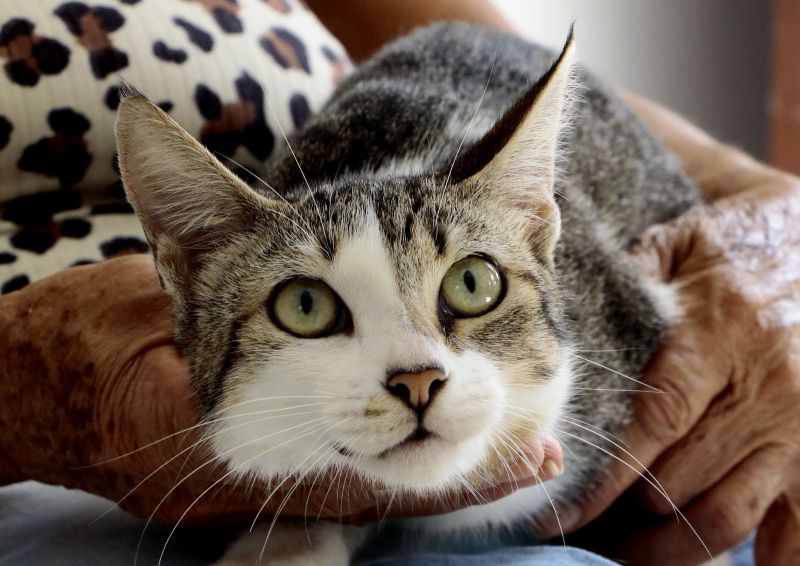 Castramóvel gatos - Paróquia Cristo Peregrino - Conjunto Terra Santa, rua União 21- Jaderlândia