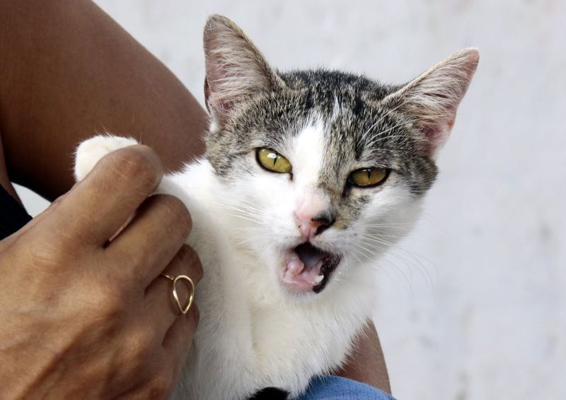 Castramovel dia dos Gatos no Bairro Atalaia