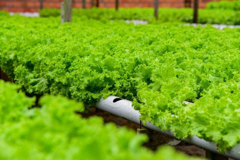 Agricultores no Curuçamba