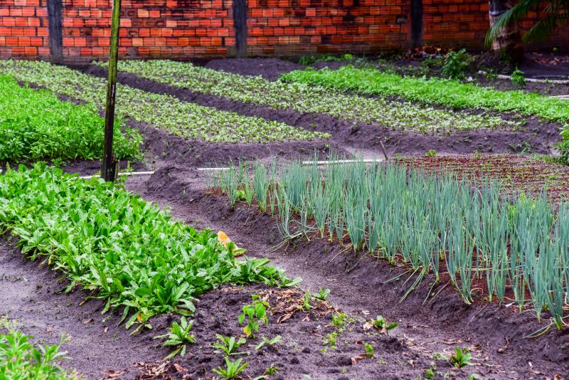 Agricultores no Curuçamba