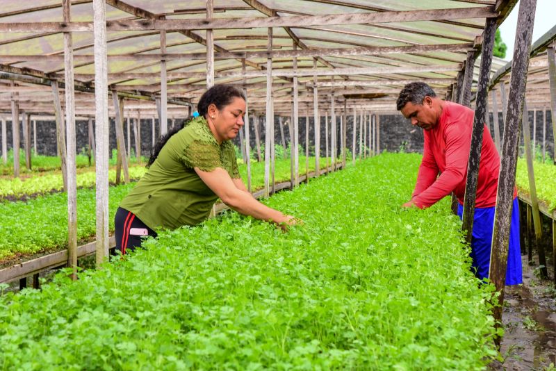 Agricultores no Curuçamba