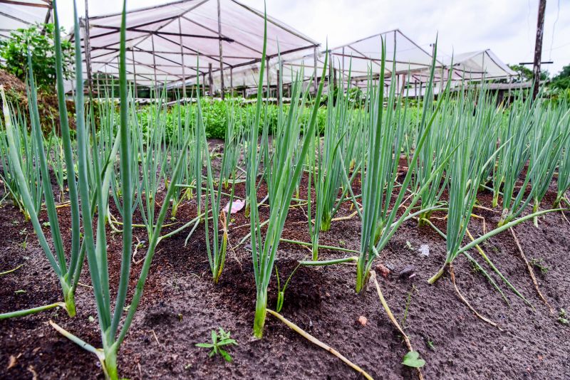 Agricultores no Curuçamba