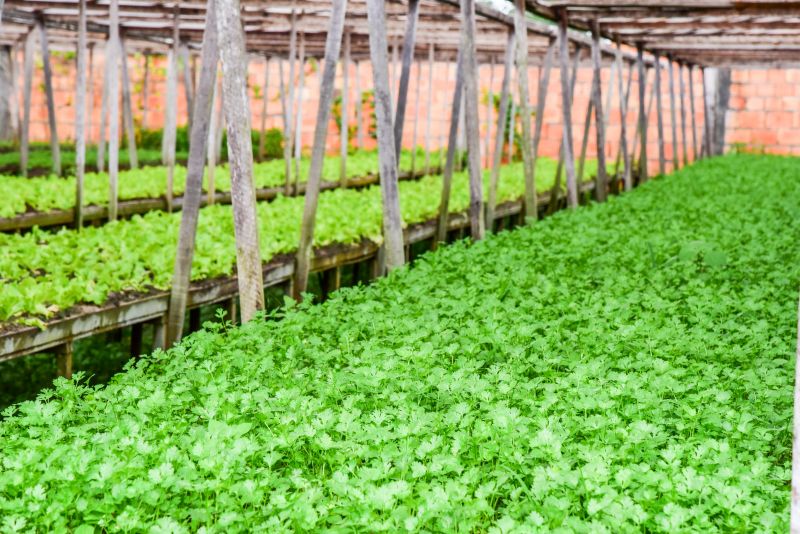 Agricultores no Curuçamba