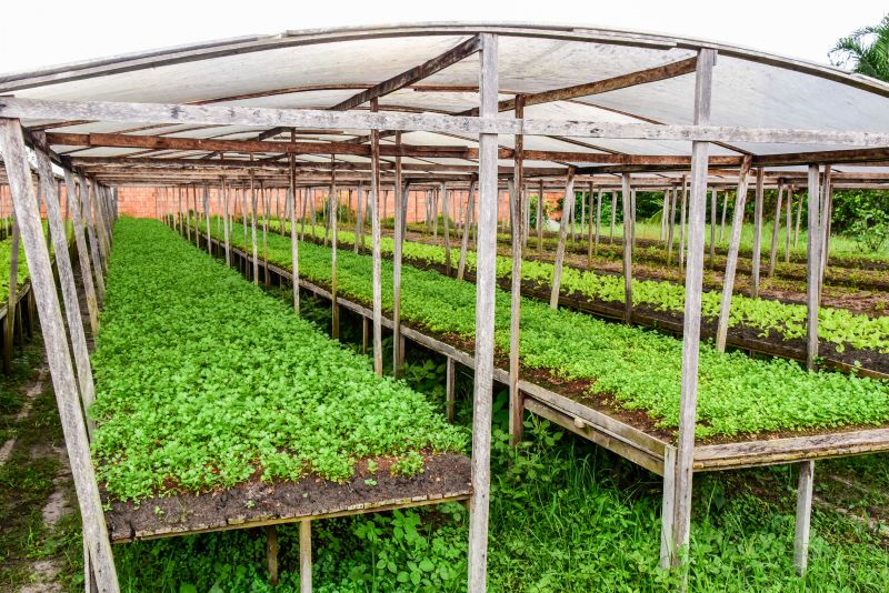 Agricultores no Curuçamba