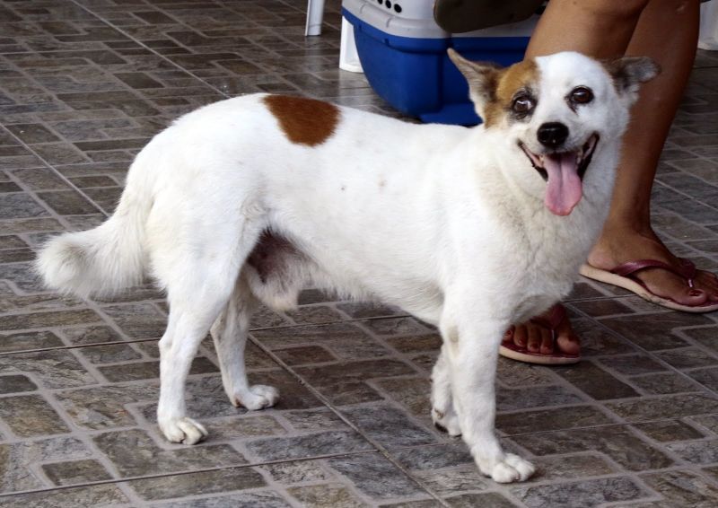 Visita ao Castramóvel na Paroquia Santo André