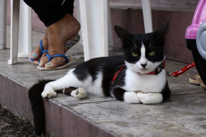 Visita ao Castramóvel na Paroquia Santo André