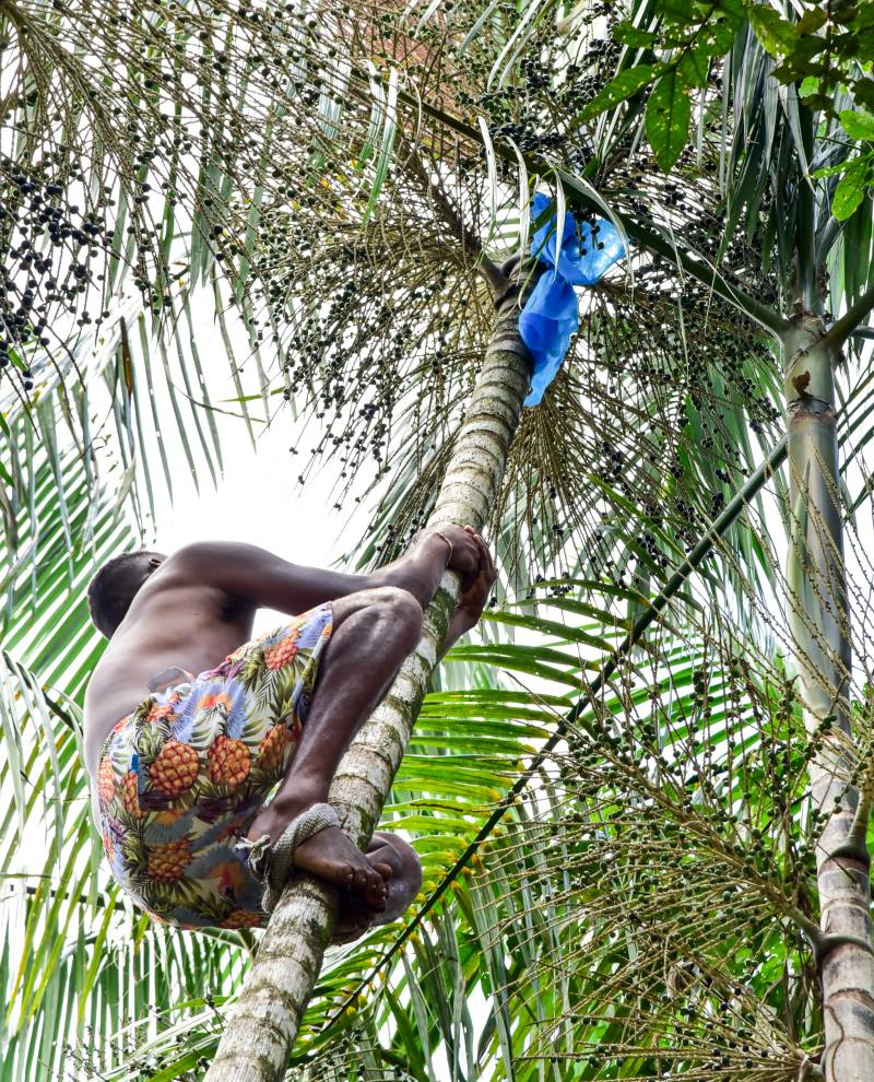 Os apanhadores do Açaí são um dos destaques nas Ilhas do município. 