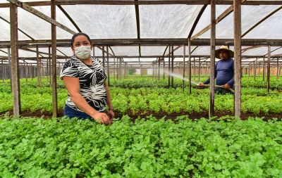 galeria: Agricultor no bairro do Curuçambá