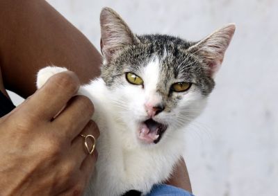 galeria: Castramovel dia dos Gatos no Bairro Atalaia