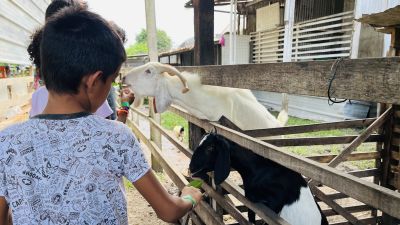 notícia: Crianças do serviço de acolhimento da Assistência Social visitam fazendinha