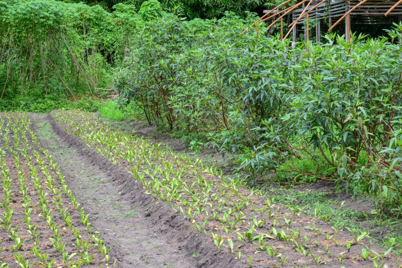 Imagens de Apoio de Agricultores e do secretario Pedro Soares