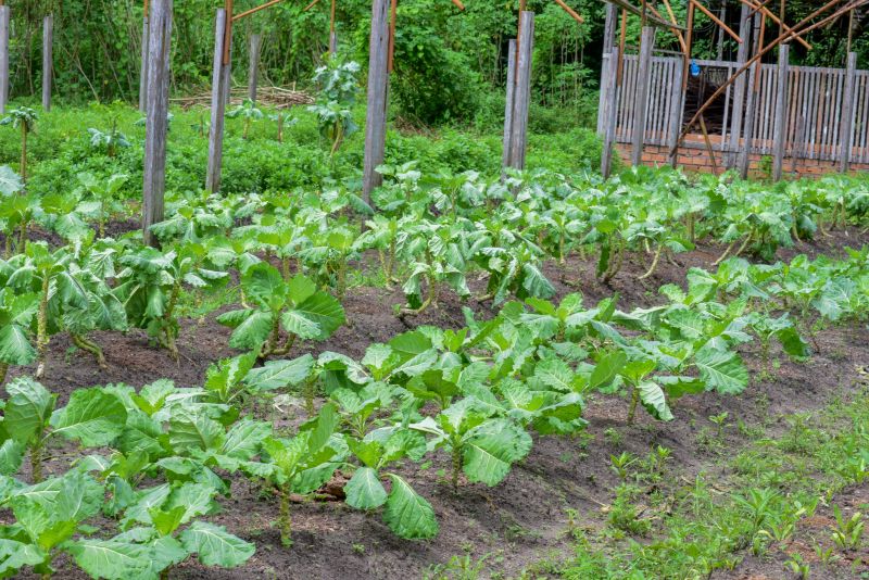 Imagens de Apoio de Agricultores e do secretario Pedro Soares