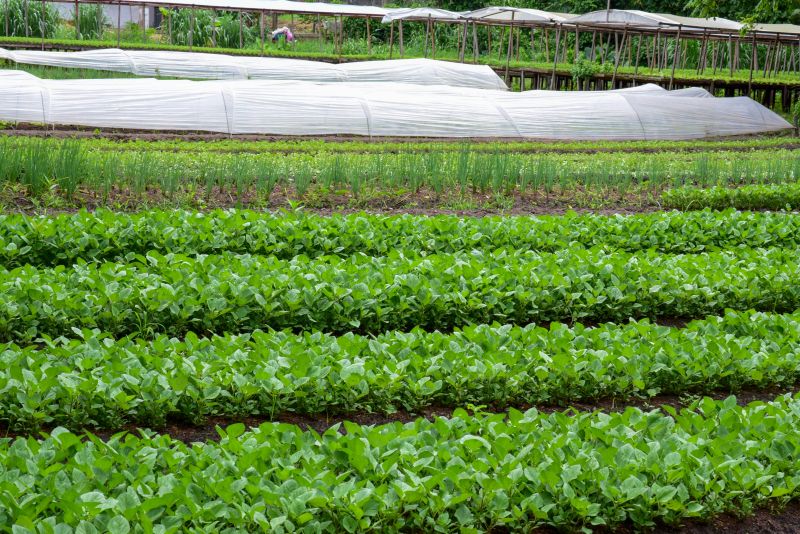 Imagens de Apoio de Agricultores e do secretario Pedro Soares