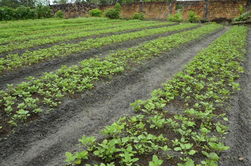 Produção Rural