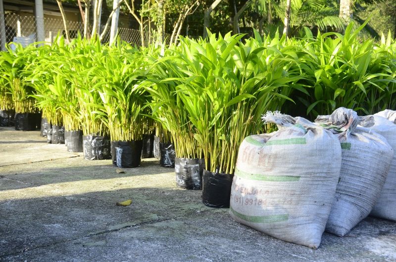 Entrega de 20 Mil Mudas Frutíferas de Açaí, Cacau e Cupuaçu e 100 Toneladas de Adubo Calcário para Produtores Rurais de Ananindeua