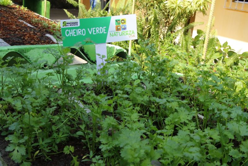 Horta na Escola Machado de Assis no bairro Guanabara