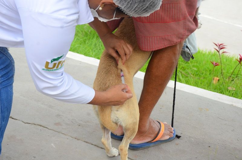 Campanha de Vacinação dos Pets em Ananindeua