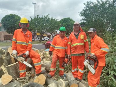 notícia: A importância da poda e manutenção das árvores em áreas urbanas