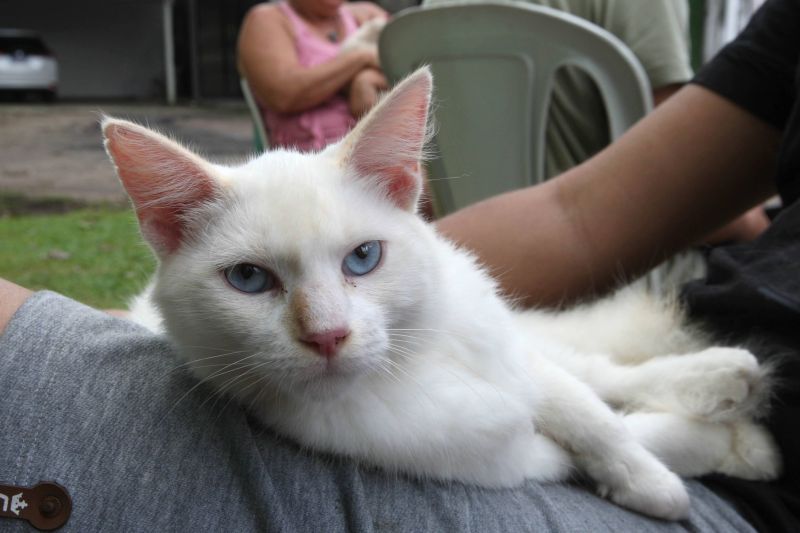 Castramóvel castração de animais no bairro de Águas Brancas