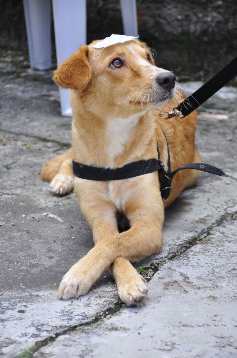 Programa Pet amigo de Ananindeua com Castramóvel no bairro do Distrito Industrial