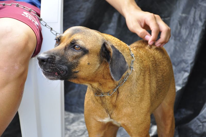 Programa Pet amigo de Ananindeua com Castramóvel no bairro do Distrito Industrial