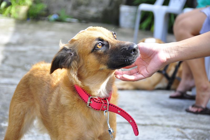 Programa Pet amigo de Ananindeua com Castramóvel no bairro do Distrito Industrial