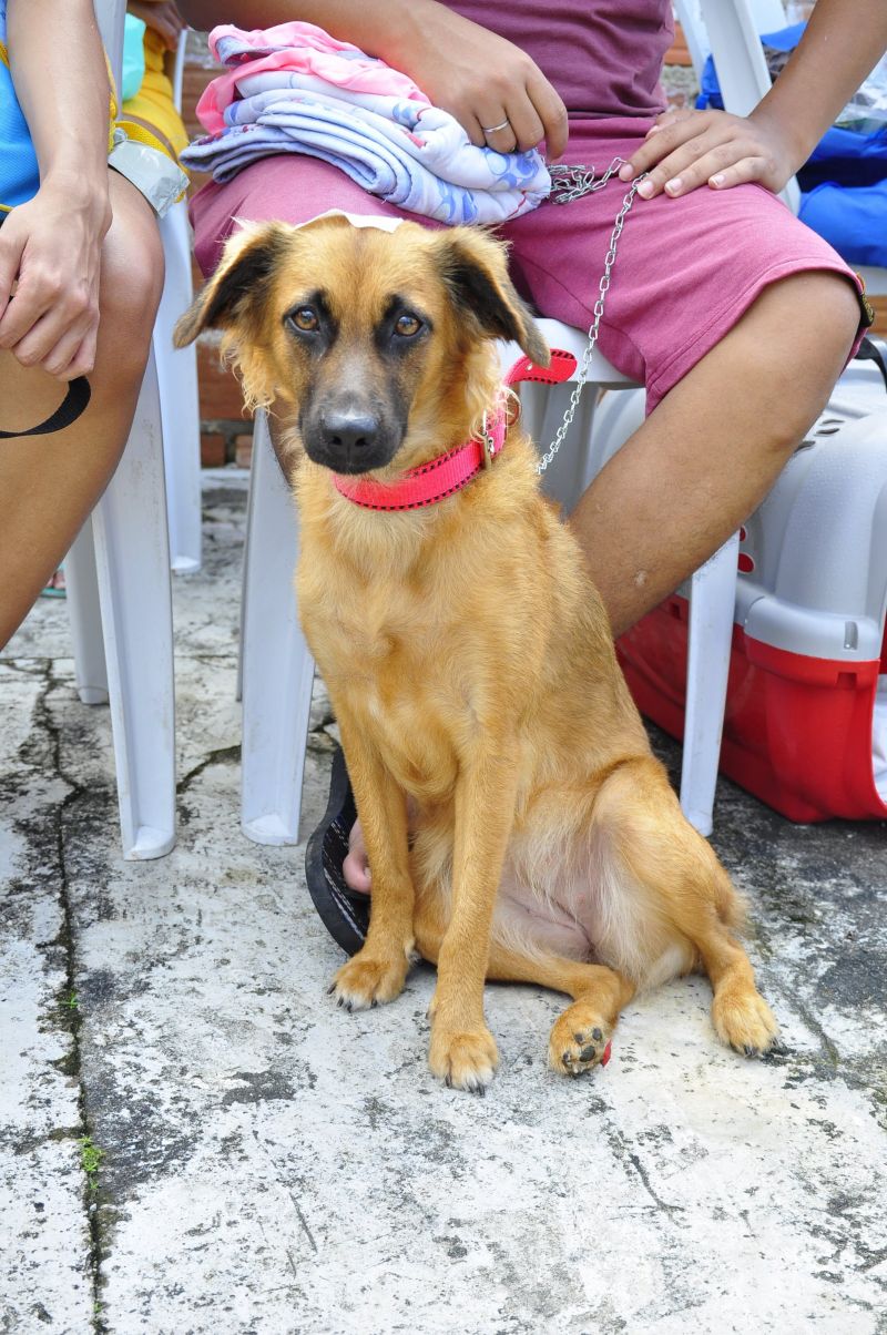 Programa Pet amigo de Ananindeua com Castramóvel no bairro do Distrito Industrial