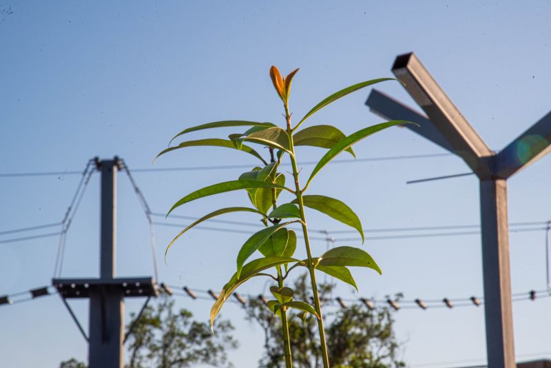 XIX Semana do Meio Ambiente de Ananindeua com plantio de mudas Ananin no parque Vila Maguary