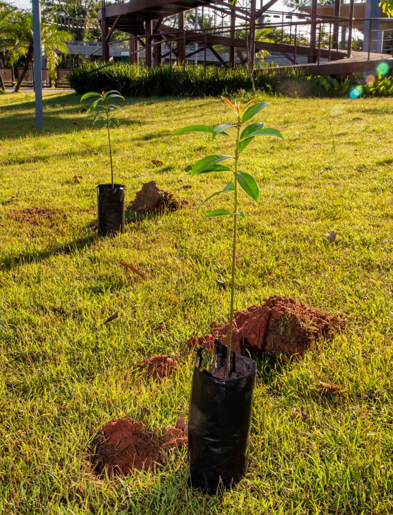 XIX Semana do Meio Ambiente de Ananindeua com plantio de mudas Ananin no parque Vila Maguary