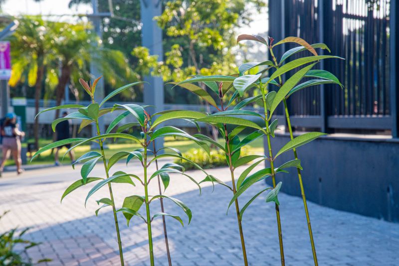 XIX Semana do Meio Ambiente de Ananindeua com plantio de mudas Ananin no parque Vila Maguary