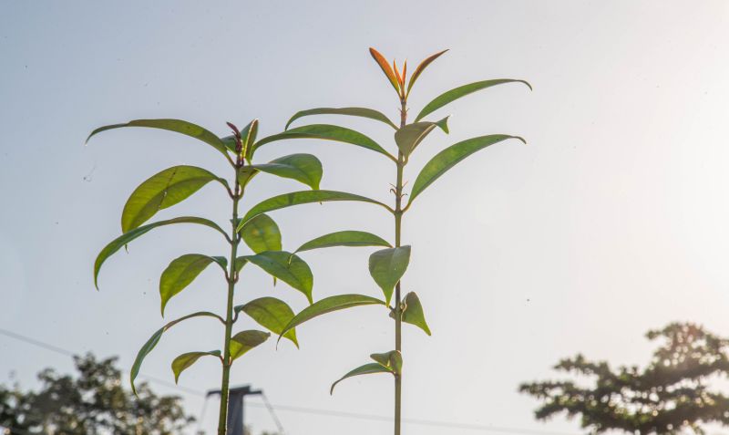 XIX Semana do Meio Ambiente de Ananindeua com plantio de mudas Ananin no parque Vila Maguary