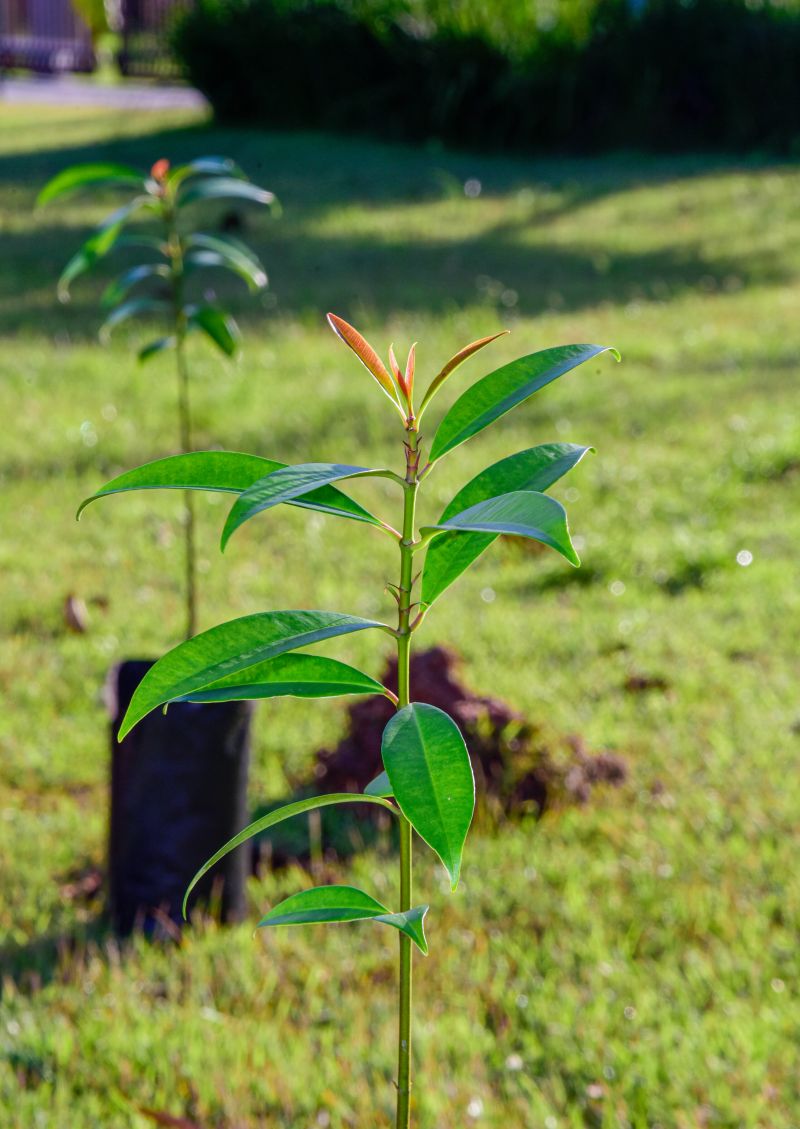 XIX Semana do Meio Ambiente de Ananindeua com plantio de mudas Ananin no parque Vila Maguary