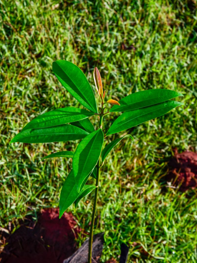 XIX Semana do Meio Ambiente de Ananindeua com plantio de mudas Ananin no parque Vila Maguary