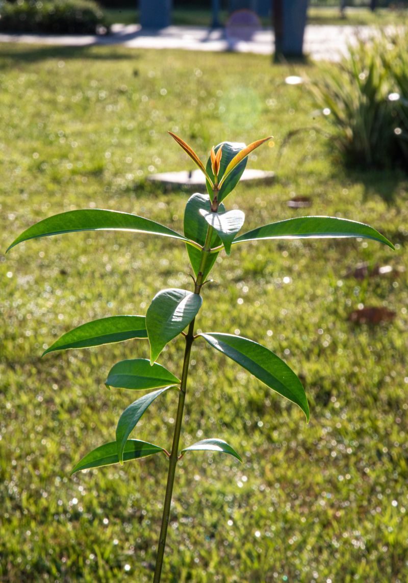 XIX Semana do Meio Ambiente de Ananindeua com plantio de mudas Ananin no parque Vila Maguary