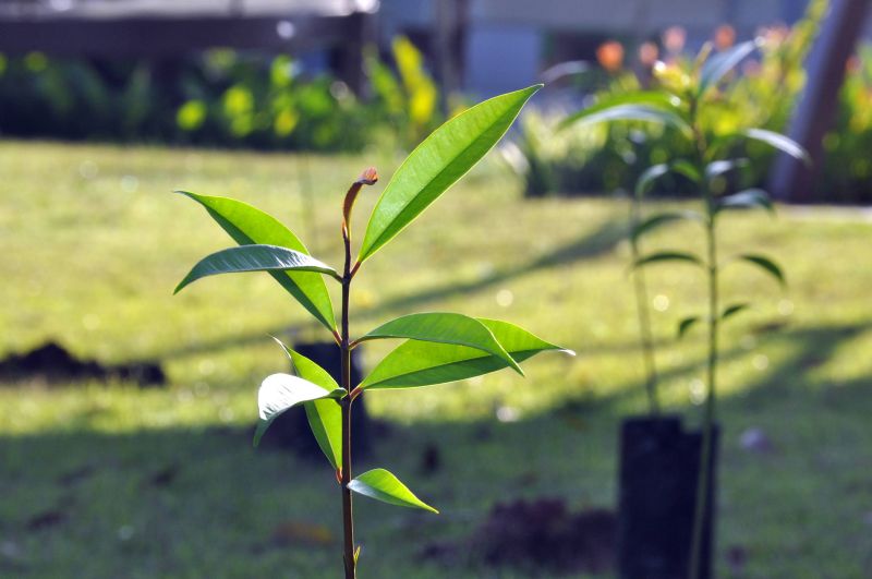 XIX Semana do Meio Ambiente de Ananindeua e assinatura dos decretos de criação do Grupo de Trabalho Ambiental e da definição de Área de Proteção Ambiental da Orla de Ananindeua