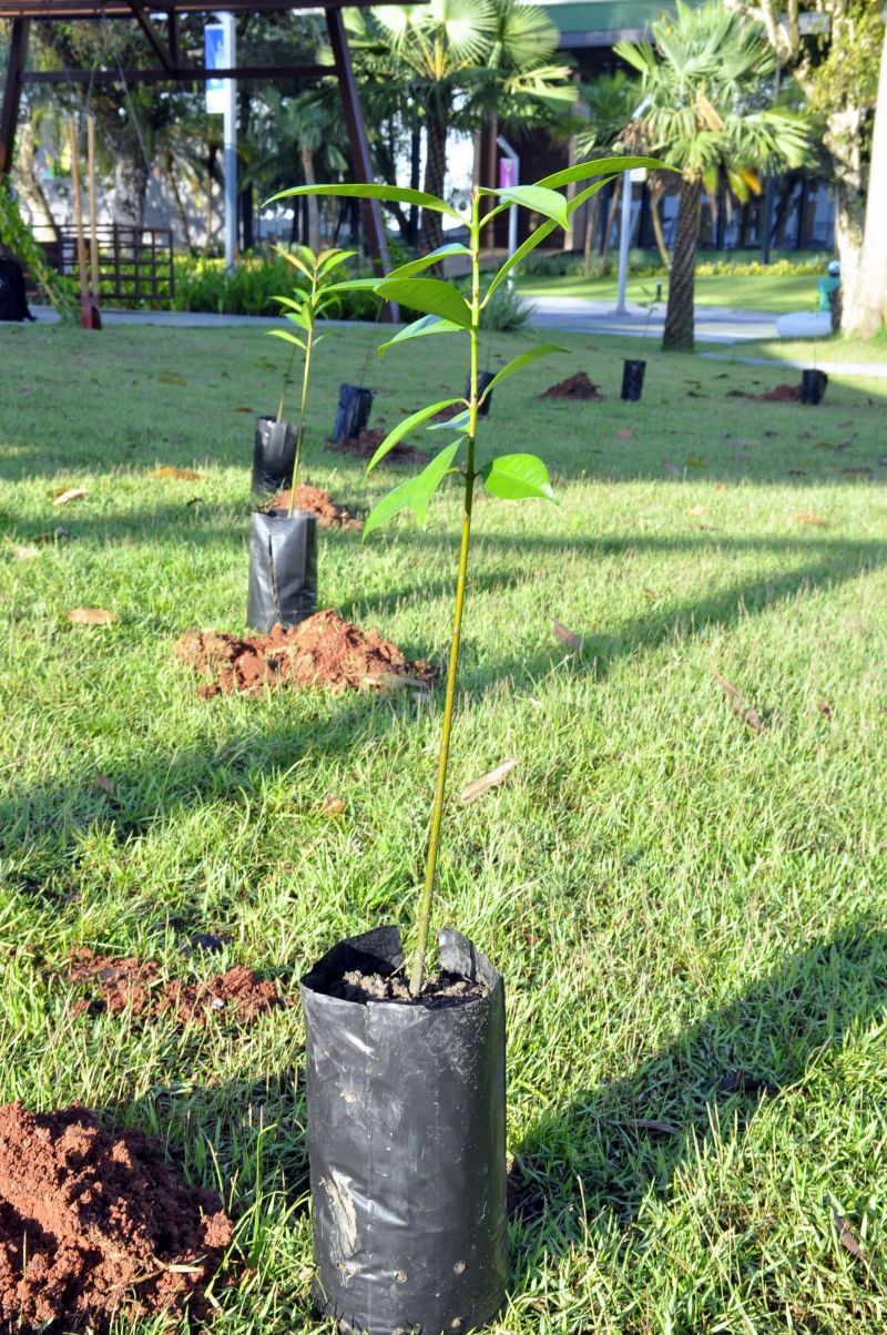 XIX Semana do Meio Ambiente de Ananindeua e assinatura dos decretos de criação do Grupo de Trabalho Ambiental e da definição de Área de Proteção Ambiental da Orla de Ananindeua