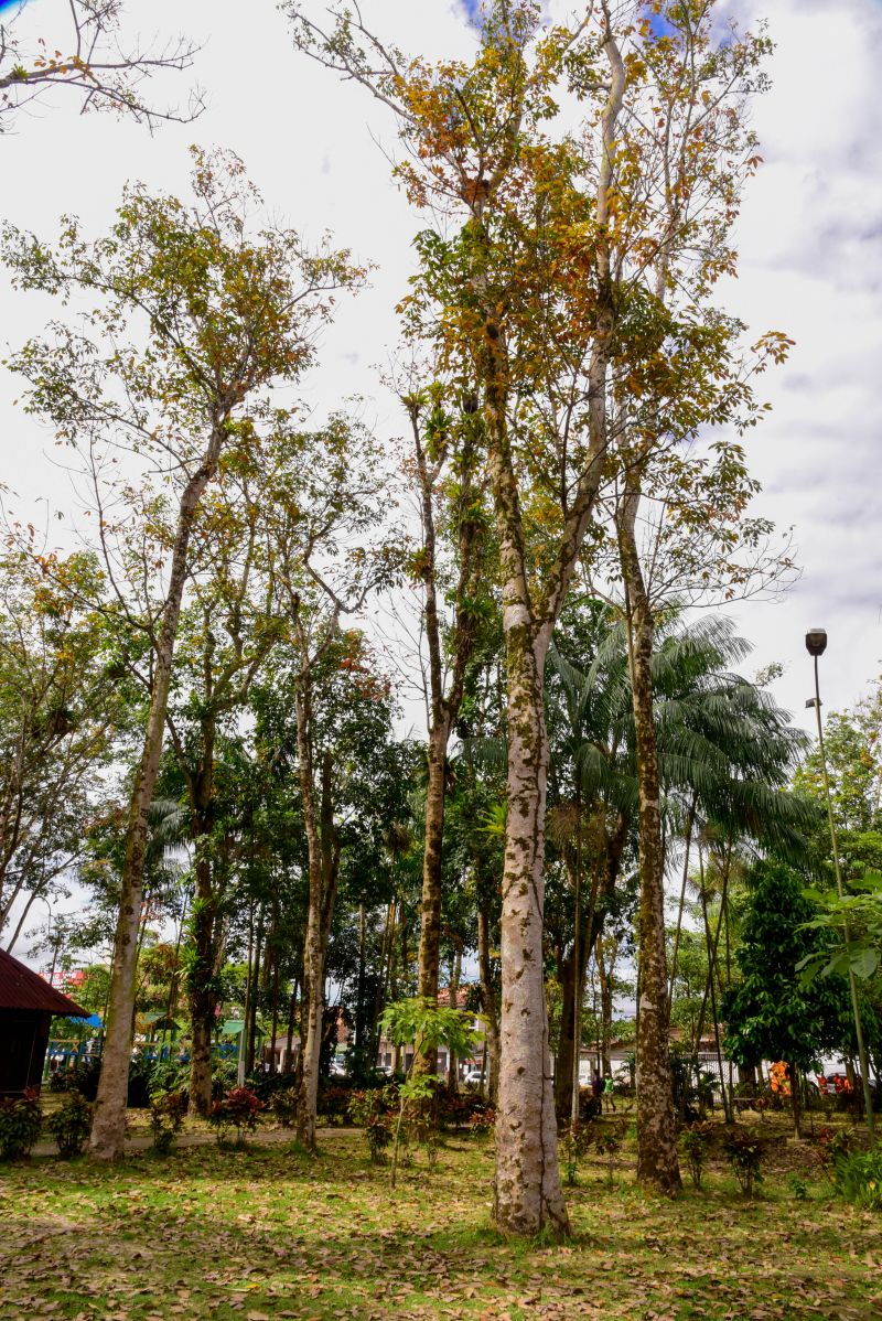 Semana do Meio Ambiente no Museu Parque Seringal na Cidade Nova Vlll