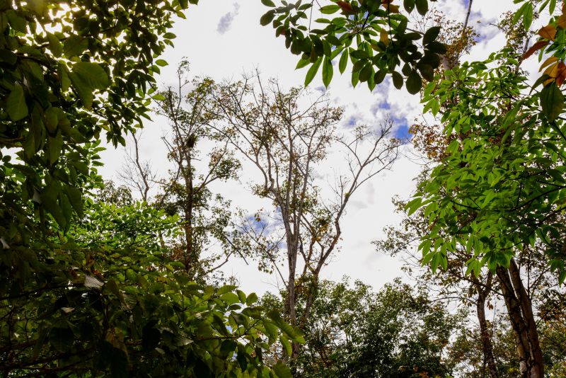 Semana do Meio Ambiente no Museu Parque Seringal na Cidade Nova Vlll