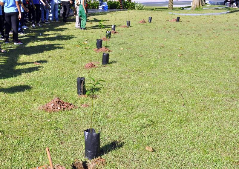 Mudas de ananin plantadas no Parque Cultural Vila Maguary.