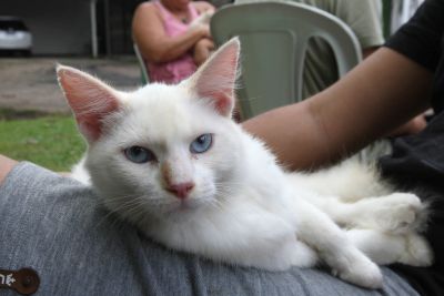 galeria: Castramóvel castração de animais no bairro de Águas Brancas