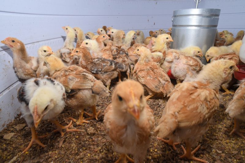 Entrega de matrizes de aves e ração para Agricultores e Quilombos das Ilhas de Ananindeua