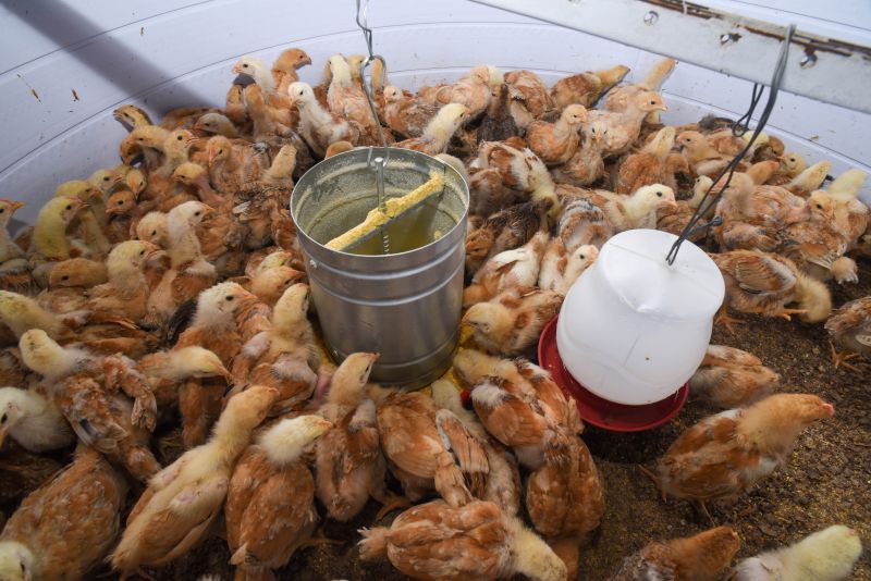 Entrega de matrizes de aves e ração para Agricultores e Quilombos das Ilhas de Ananindeua