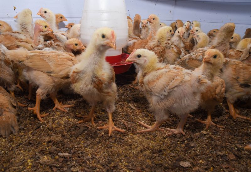 Entrega de matrizes de aves e ração para Agricultores e Quilombos das Ilhas de Ananindeua